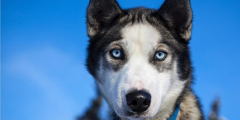 Astuces pour apprendre à son chien la propreté